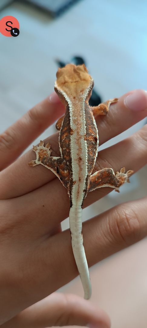 Kronengecko Weibchen Lilly White