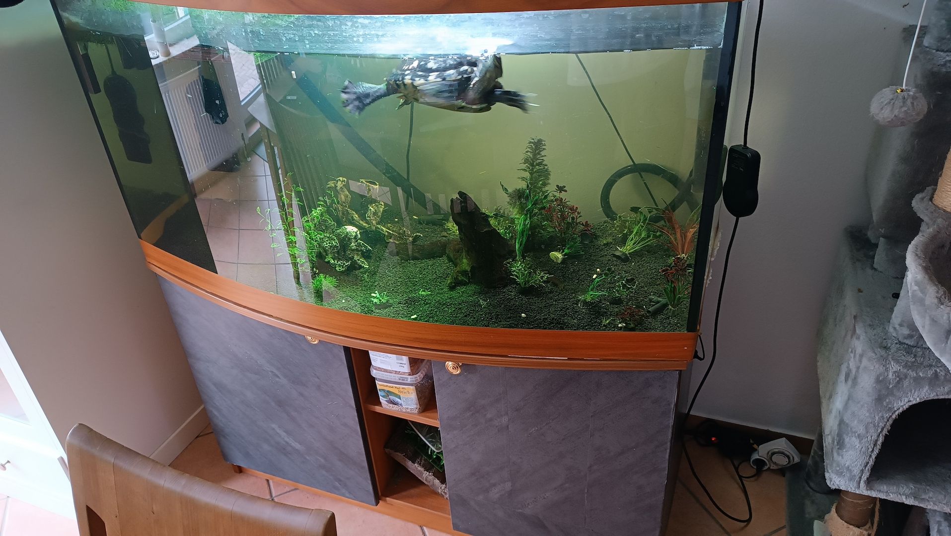 Schmuckschildkröte sucht dringend neues Zuhause