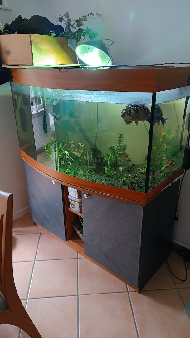 Schmuckschildkröte sucht dringend neues Zuhause