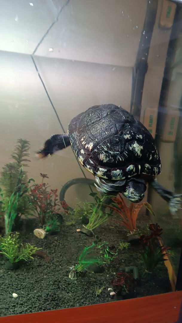 Schmuckschildkröte sucht dringend neues Zuhause