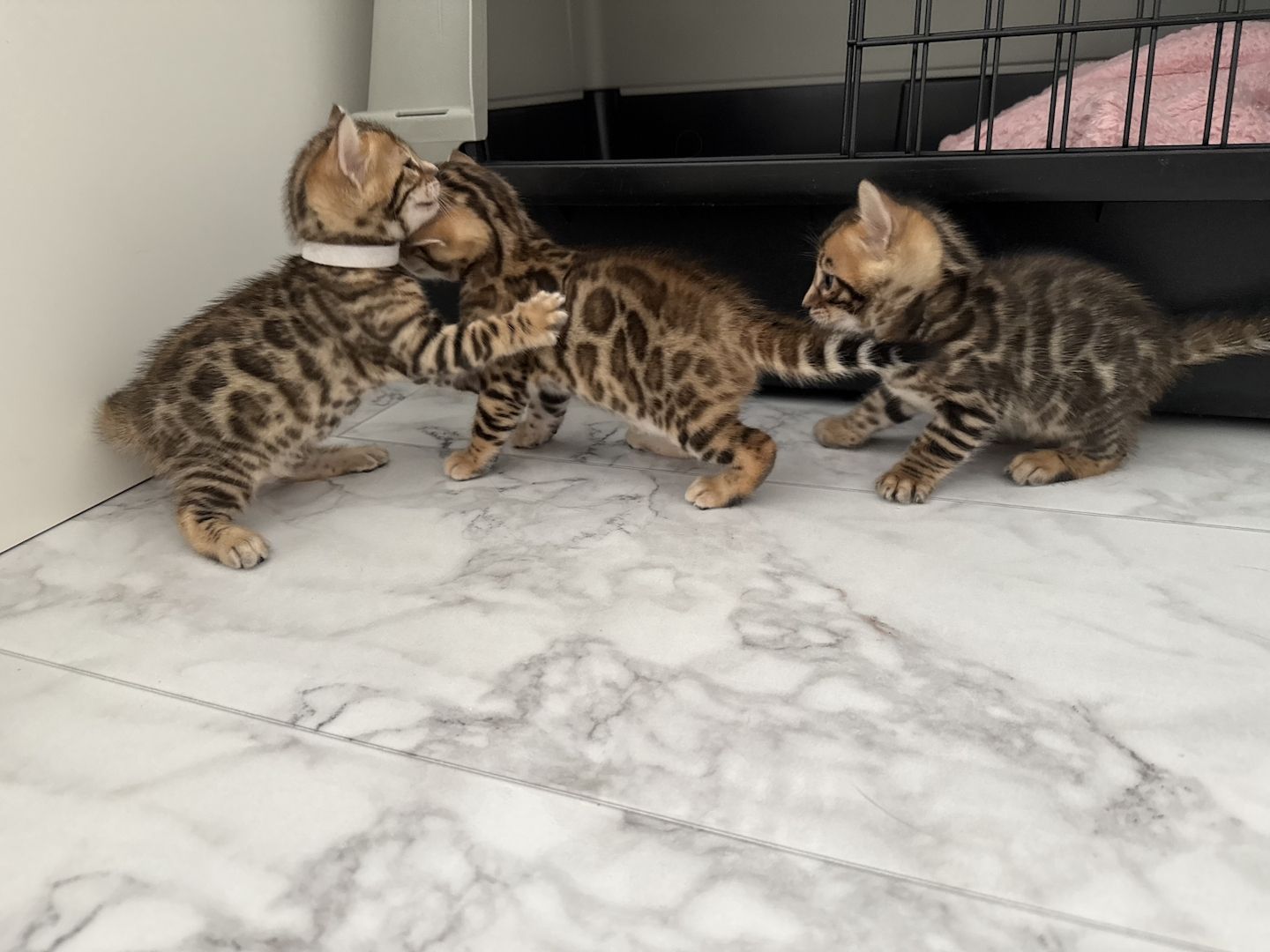Bengal Kitten