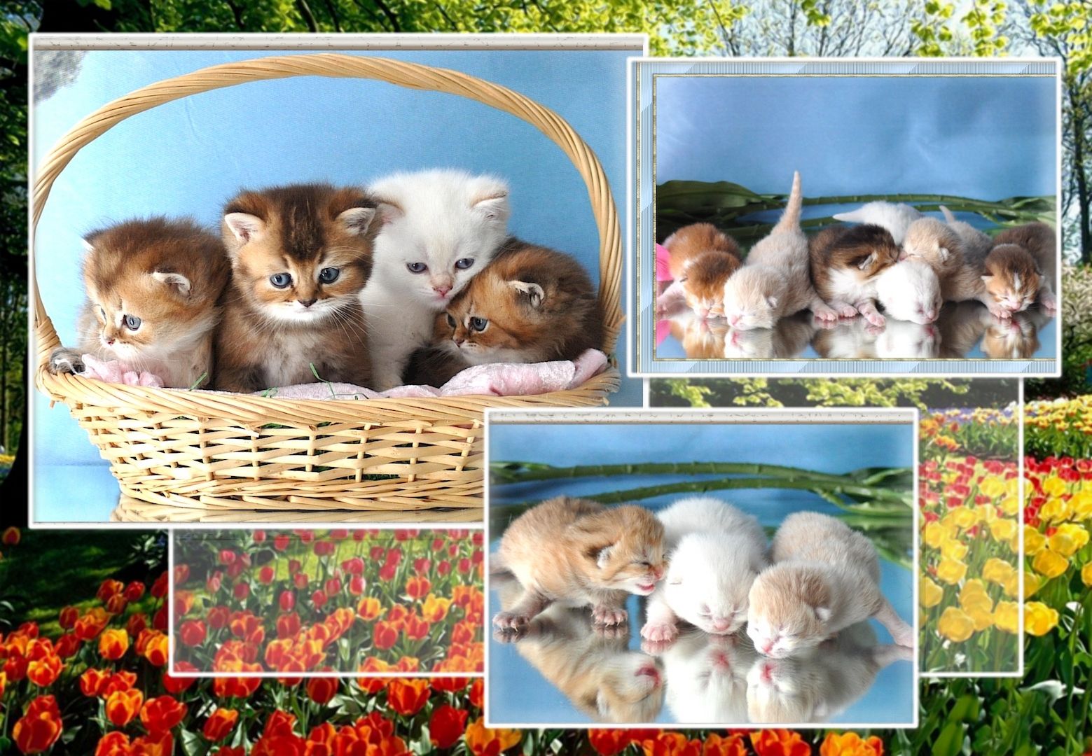 Wunderschöne BKH/BLH Britisch Kurzhaar und Langhaar Kitten mit Stammbaum.