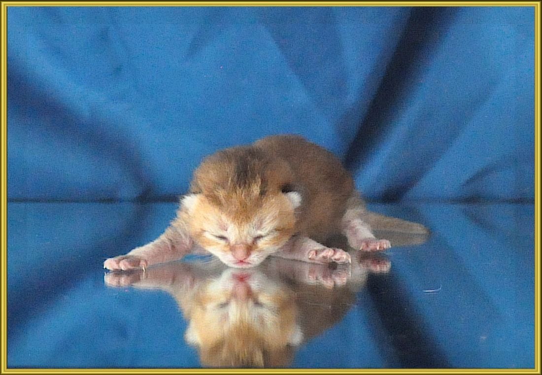 Wunderschöne BKH/BLH Britisch Kurzhaar und Langhaar Kitten mit Stammbaum.