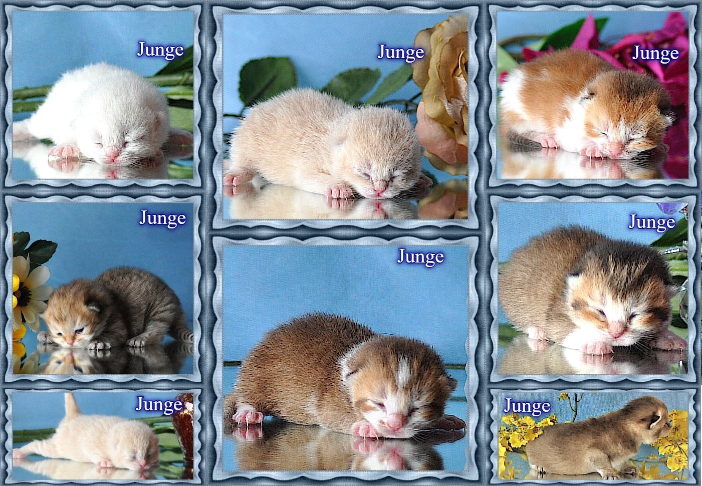 Wunderschöne BKH/BLH Britisch Kurzhaar und Langhaar Kitten mit Stammbaum.