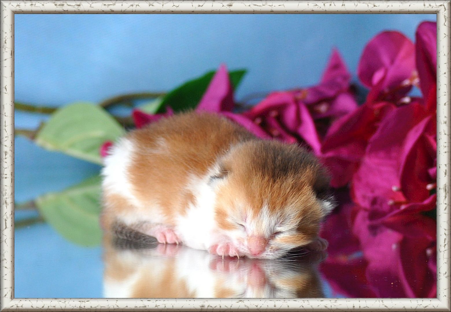 Wunderschöne BKH/BLH Britisch Kurzhaar und Langhaar Kitten mit Stammbaum.