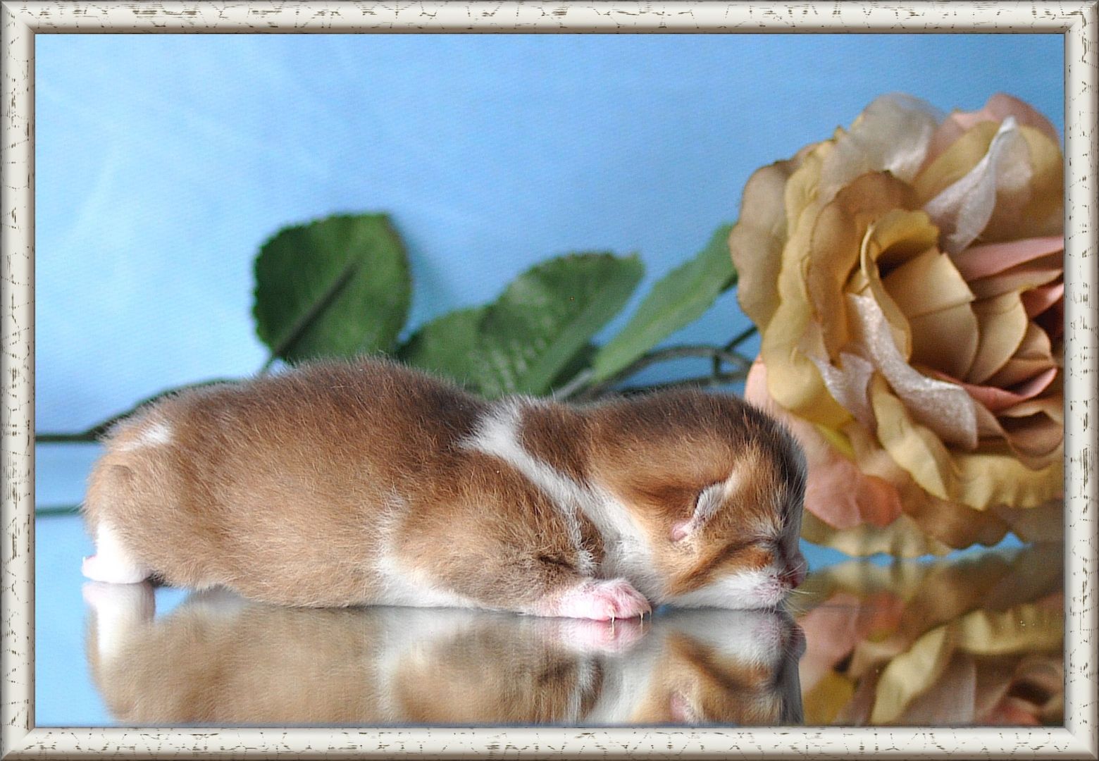 Wunderschöne BKH/BLH Britisch Kurzhaar und Langhaar Kitten mit Stammbaum.