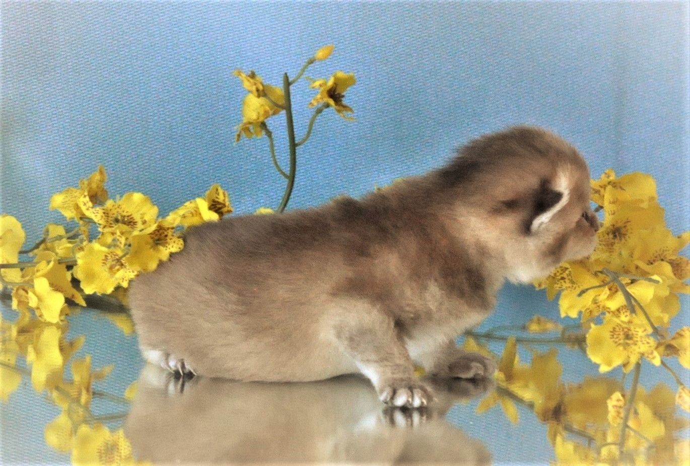 Wunderschöne BKH/BLH Britisch Kurzhaar und Langhaar Kitten mit Stammbaum.