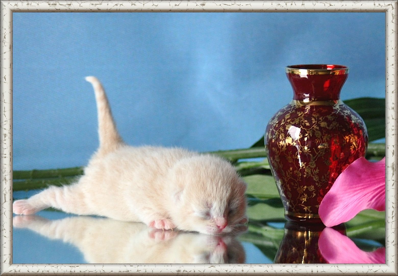 Wunderschöne BKH/BLH Britisch Kurzhaar und Langhaar Kitten mit Stammbaum.