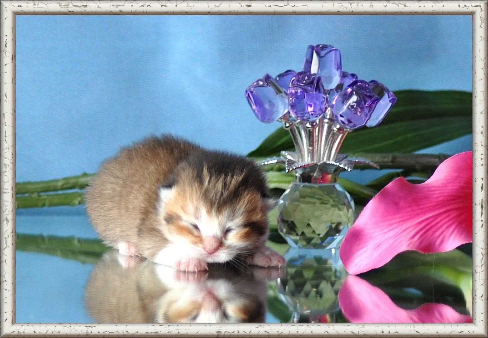 Wunderschöne BKH/BLH Britisch Kurzhaar und Langhaar Kitten mit Stammbaum.