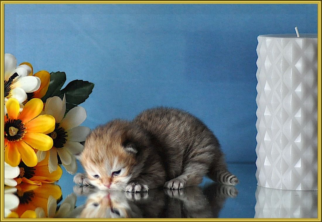 Wunderschöne BKH/BLH Britisch Kurzhaar und Langhaar Kitten mit Stammbaum.