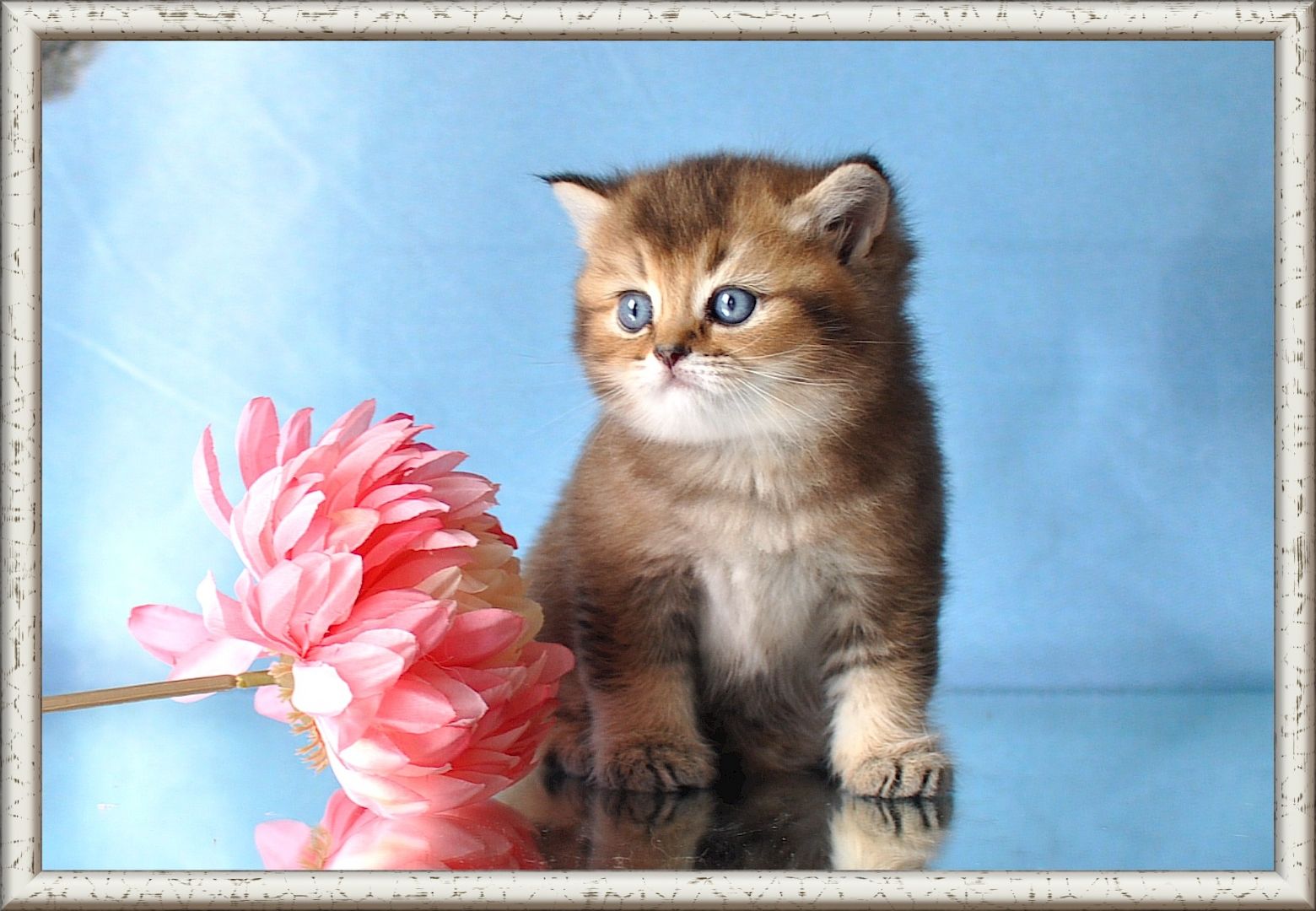 Wunderschöne BKH/BLH Britisch Kurzhaar und Langhaar Kitten mit Stammbaum.