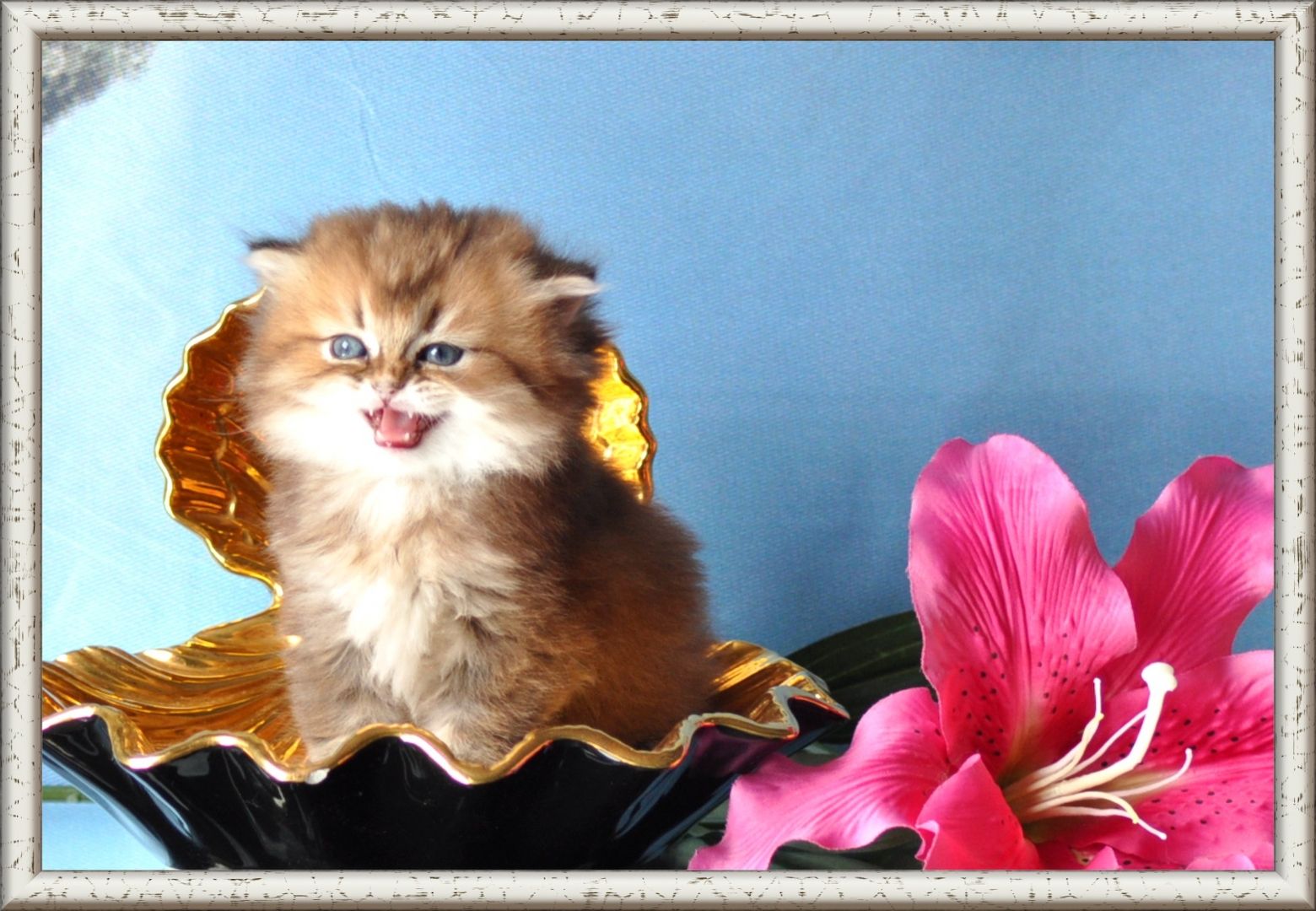 Wunderschöne BKH/BLH Britisch Kurzhaar und Langhaar Kitten mit Stammbaum.