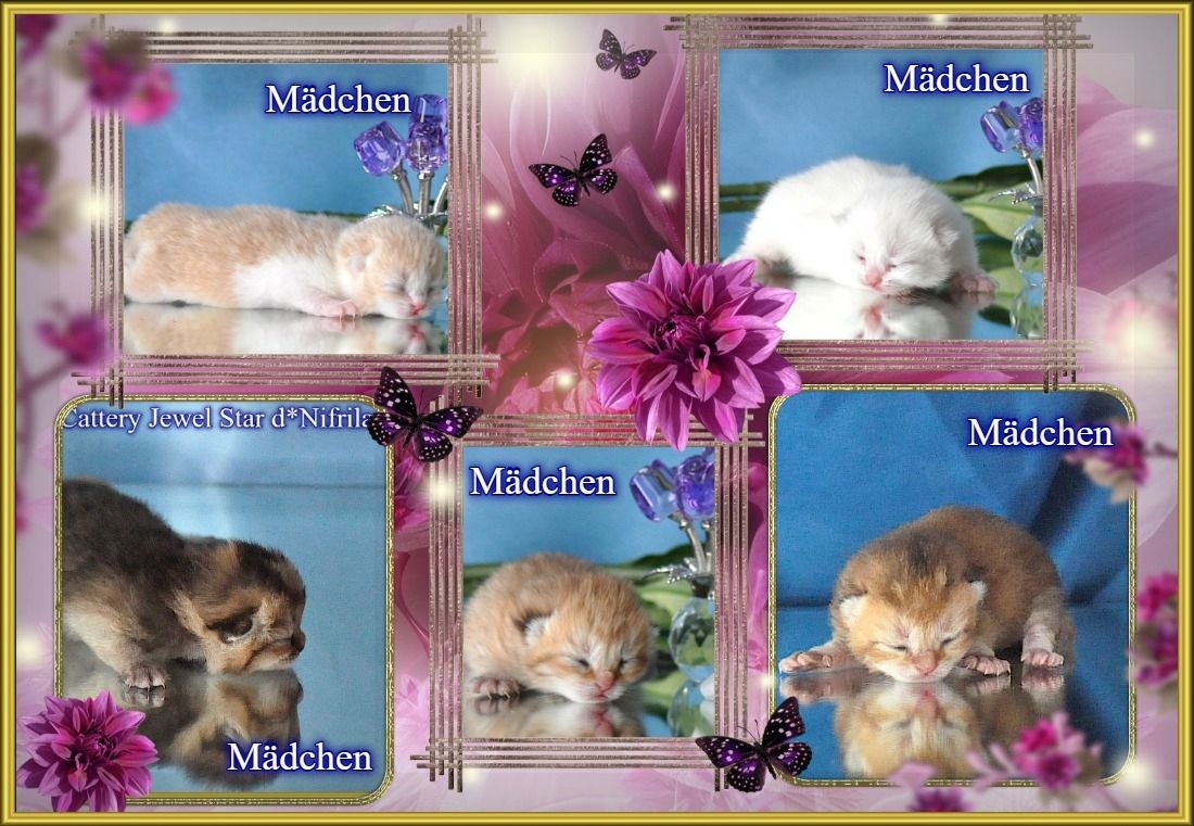 Wunderschöne BKH/BLH Britisch Kurzhaar und Langhaar Kitten mit Stammbaum.