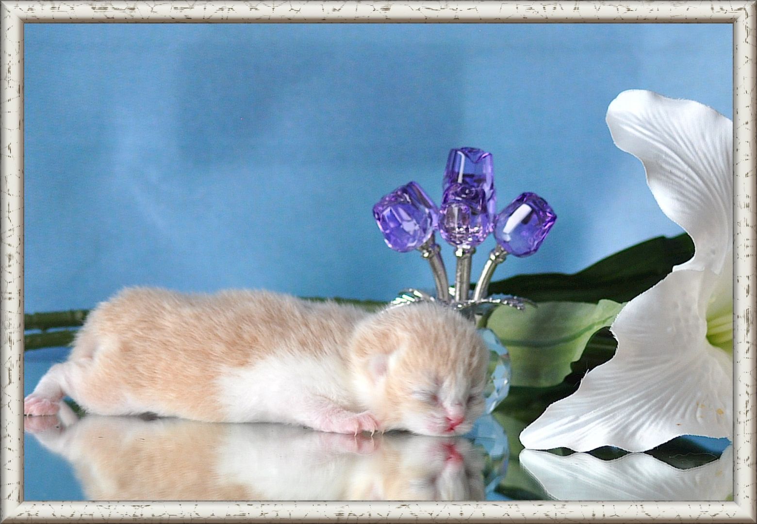 Wunderschöne BKH/BLH Britisch Kurzhaar und Langhaar Kitten mit Stammbaum.