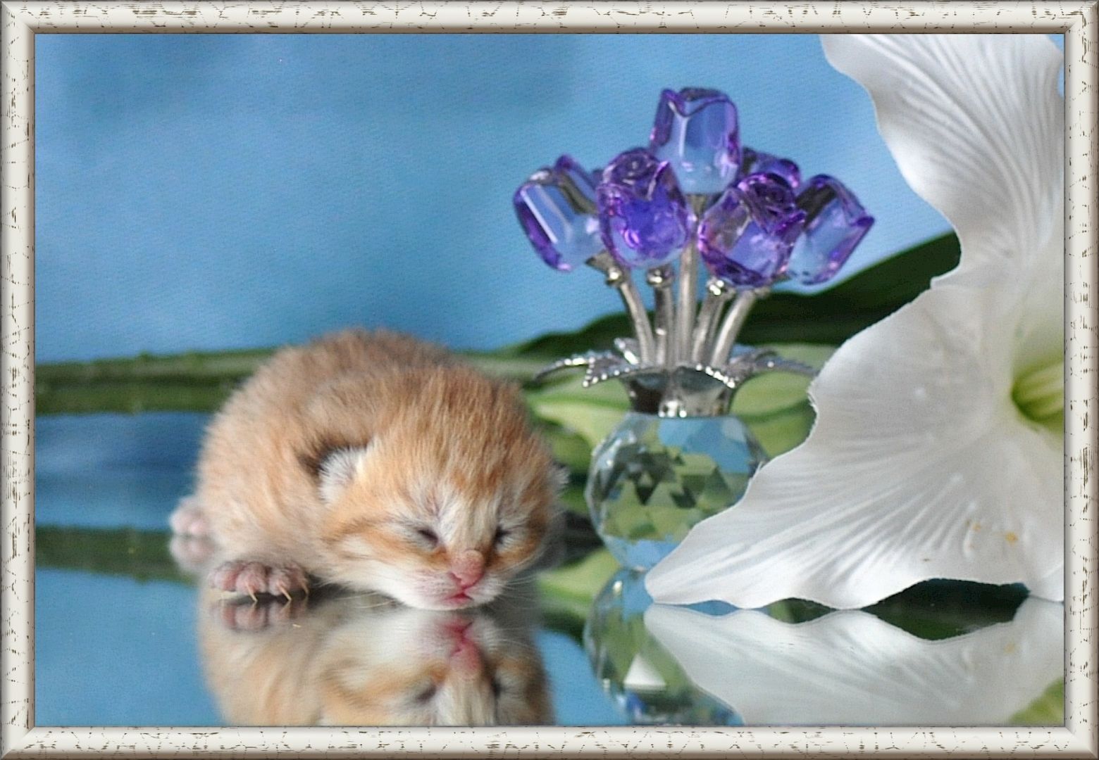 Wunderschöne BKH/BLH Britisch Kurzhaar und Langhaar Kitten mit Stammbaum.