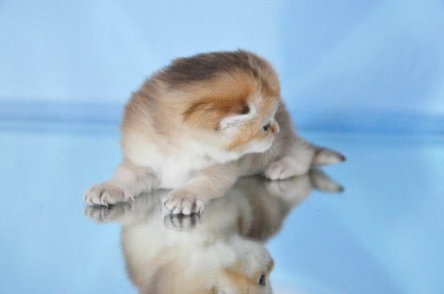 Wunderschöne BKH/BLH Britisch Kurzhaar und Langhaar Kitten mit Stammbaum.