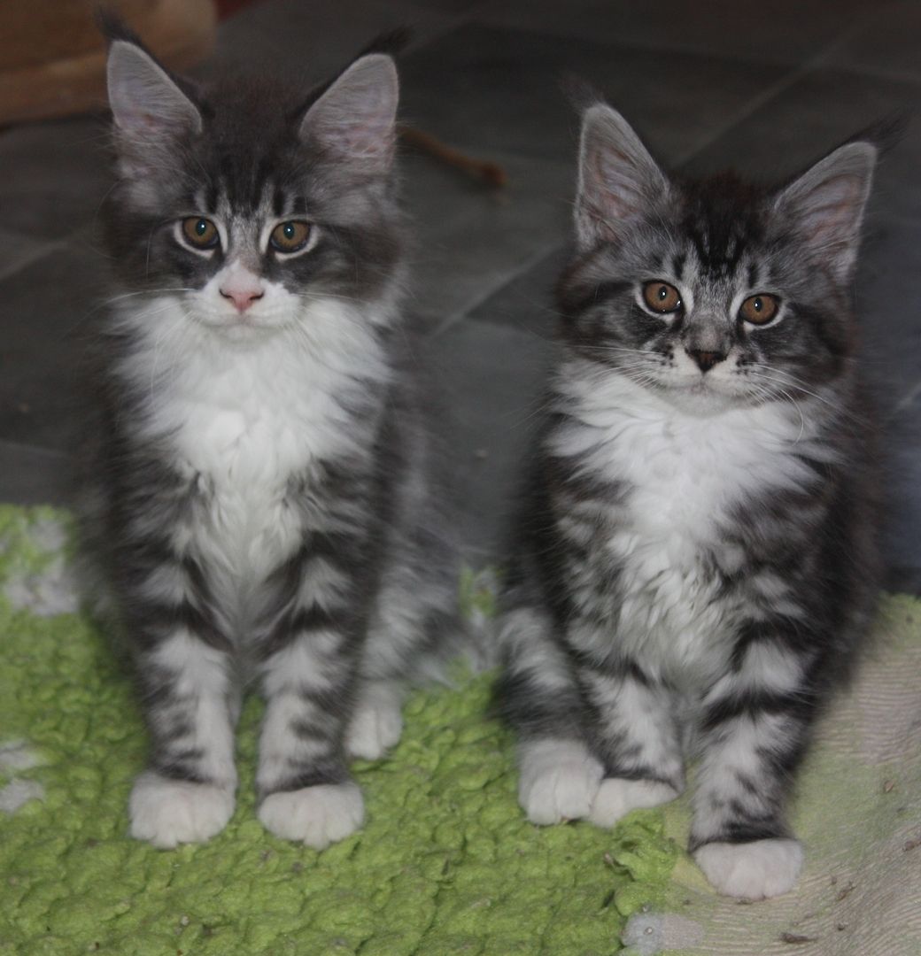 Maine coon Kitten mit Stammbaum