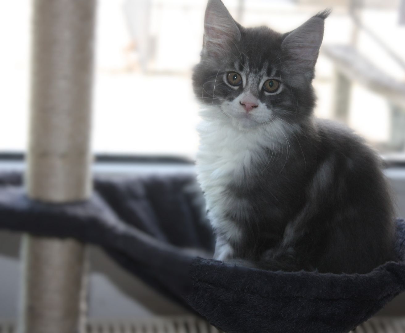Maine coon Kitten mit Stammbaum