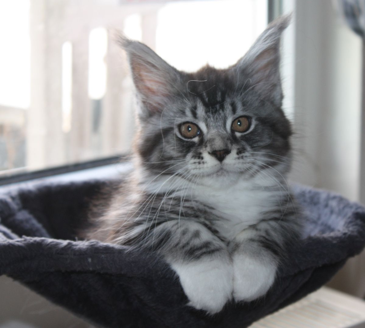 Maine coon Kitten mit Stammbaum