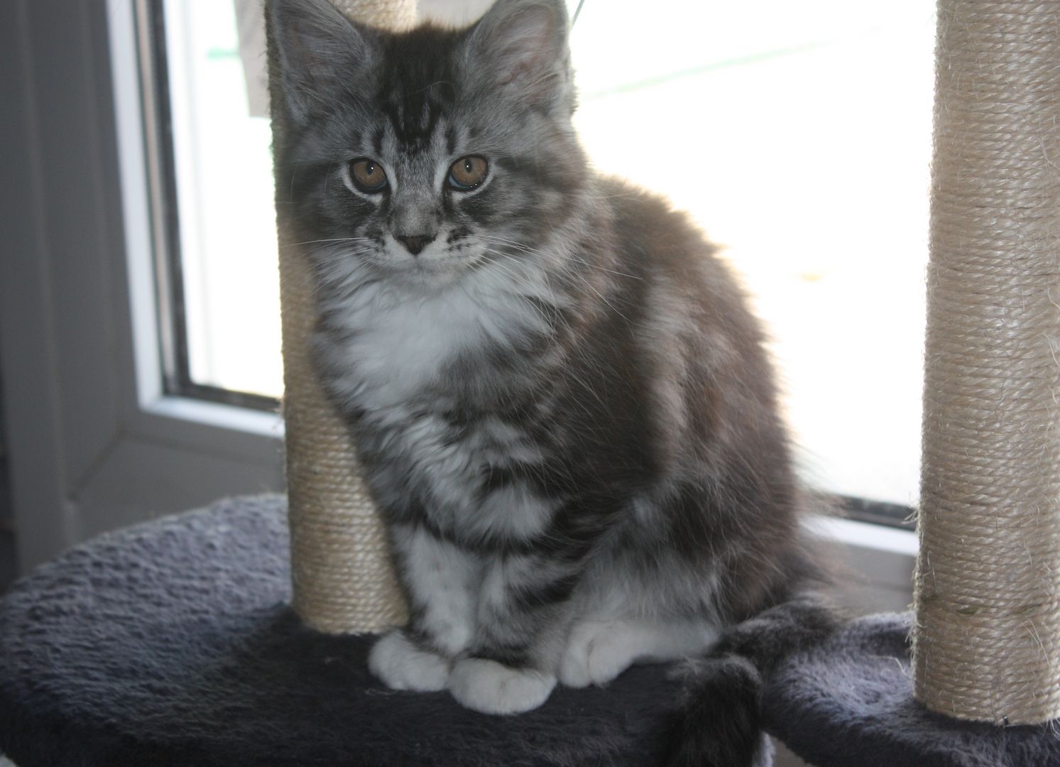 Maine coon Kitten mit Stammbaum