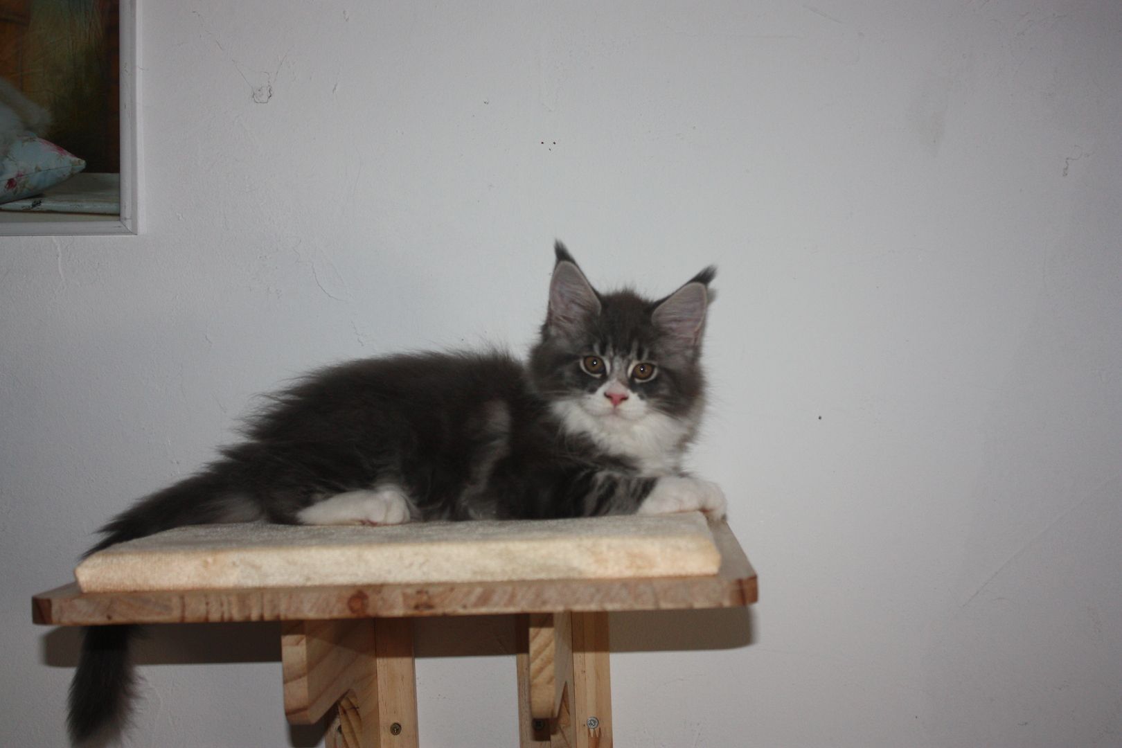 Maine coon Kitten mit Stammbaum