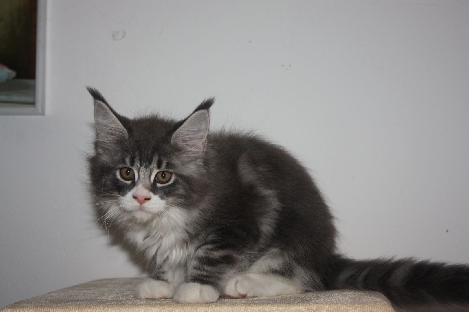 Maine coon Kitten mit Stammbaum