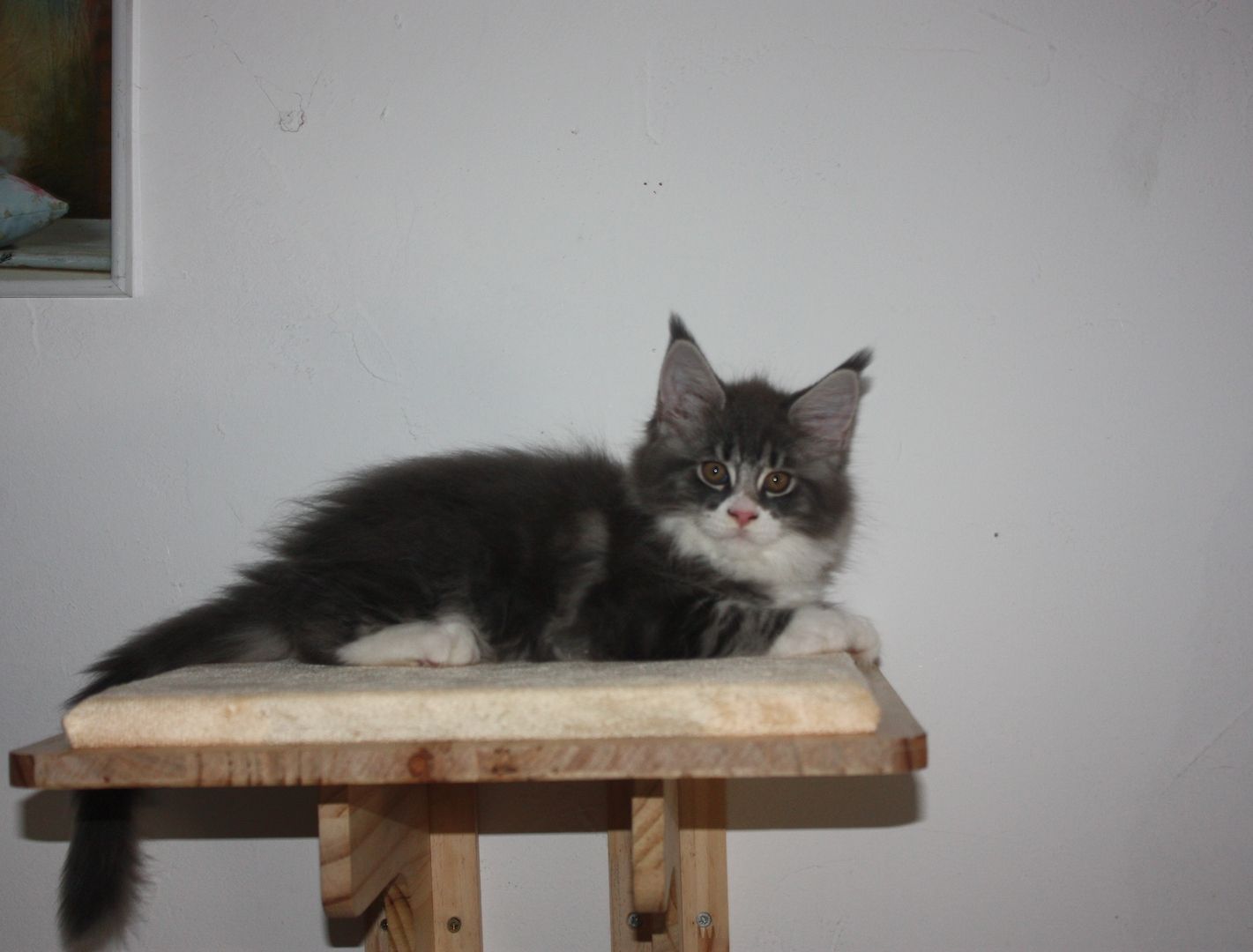 Maine coon Kitten mit Stammbaum