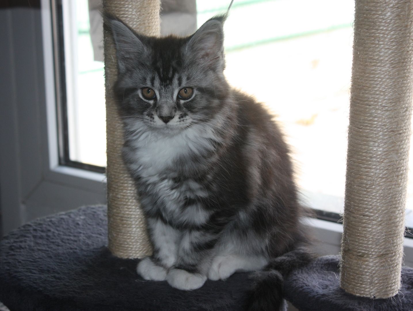 Maine coon Kitten mit Stammbaum