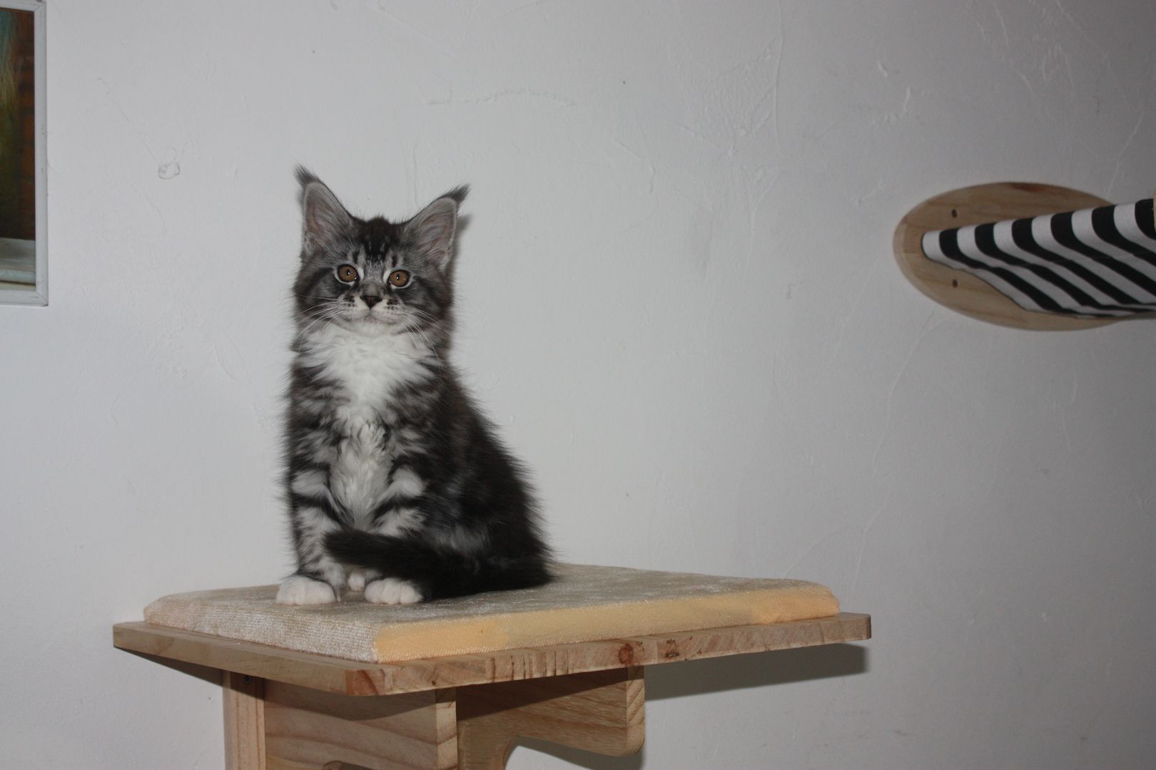 Maine coon Kitten mit Stammbaum