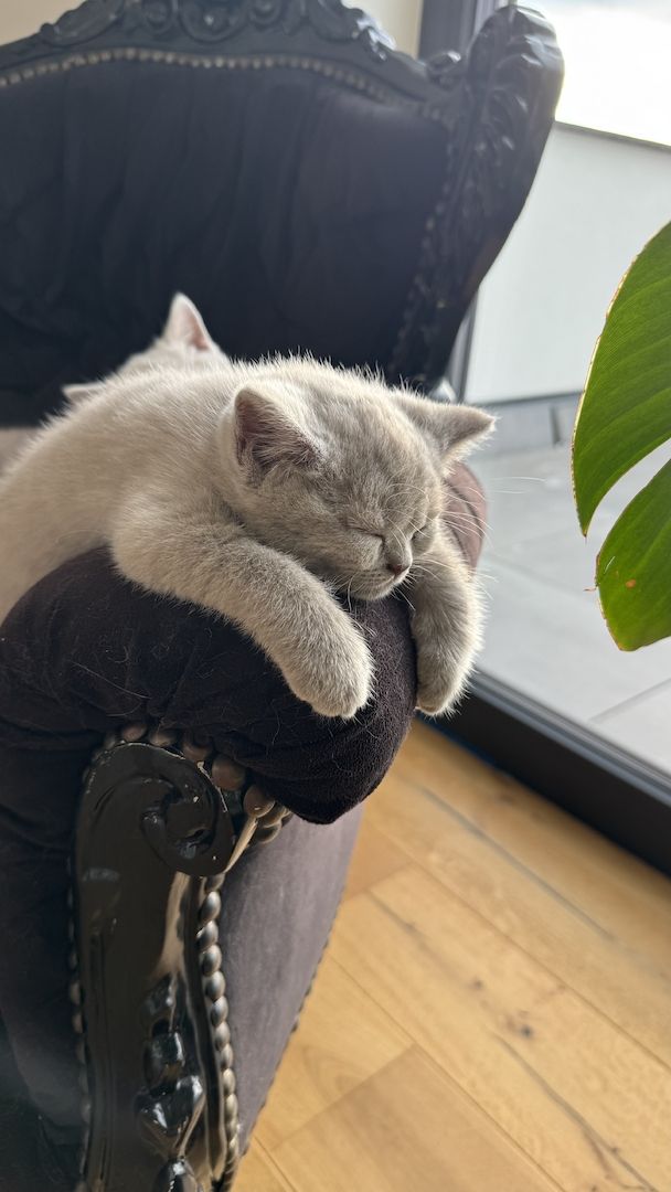 BKH Reinrassige Britisch Kurzhaar