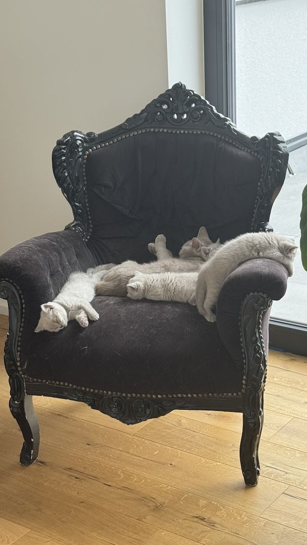 BKH Reinrassige Britisch Kurzhaar