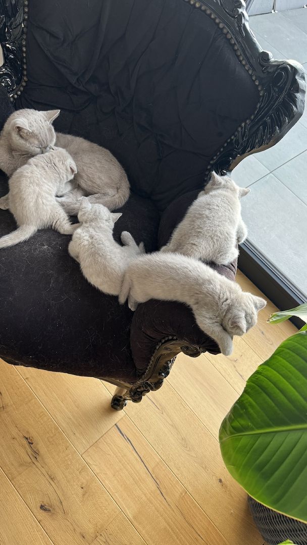 BKH Reinrassige Britisch Kurzhaar