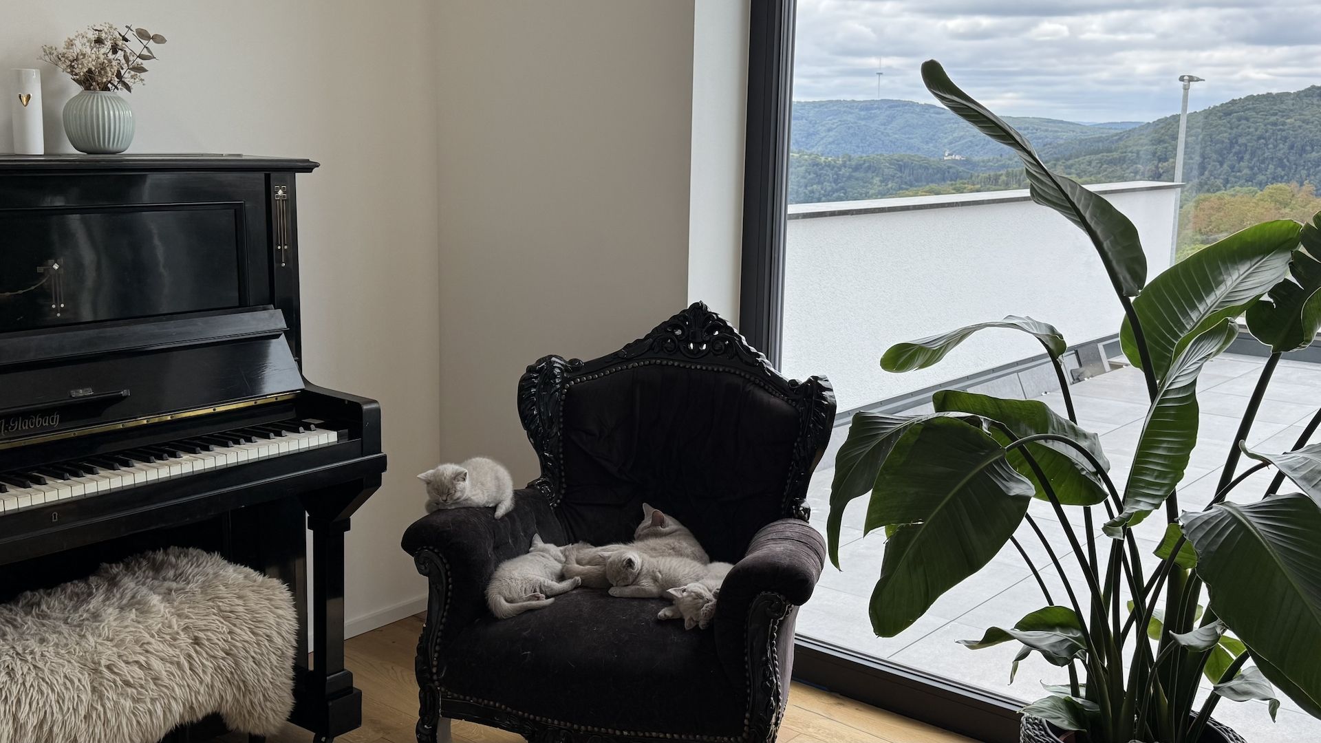 BKH Reinrassige Britisch Kurzhaar