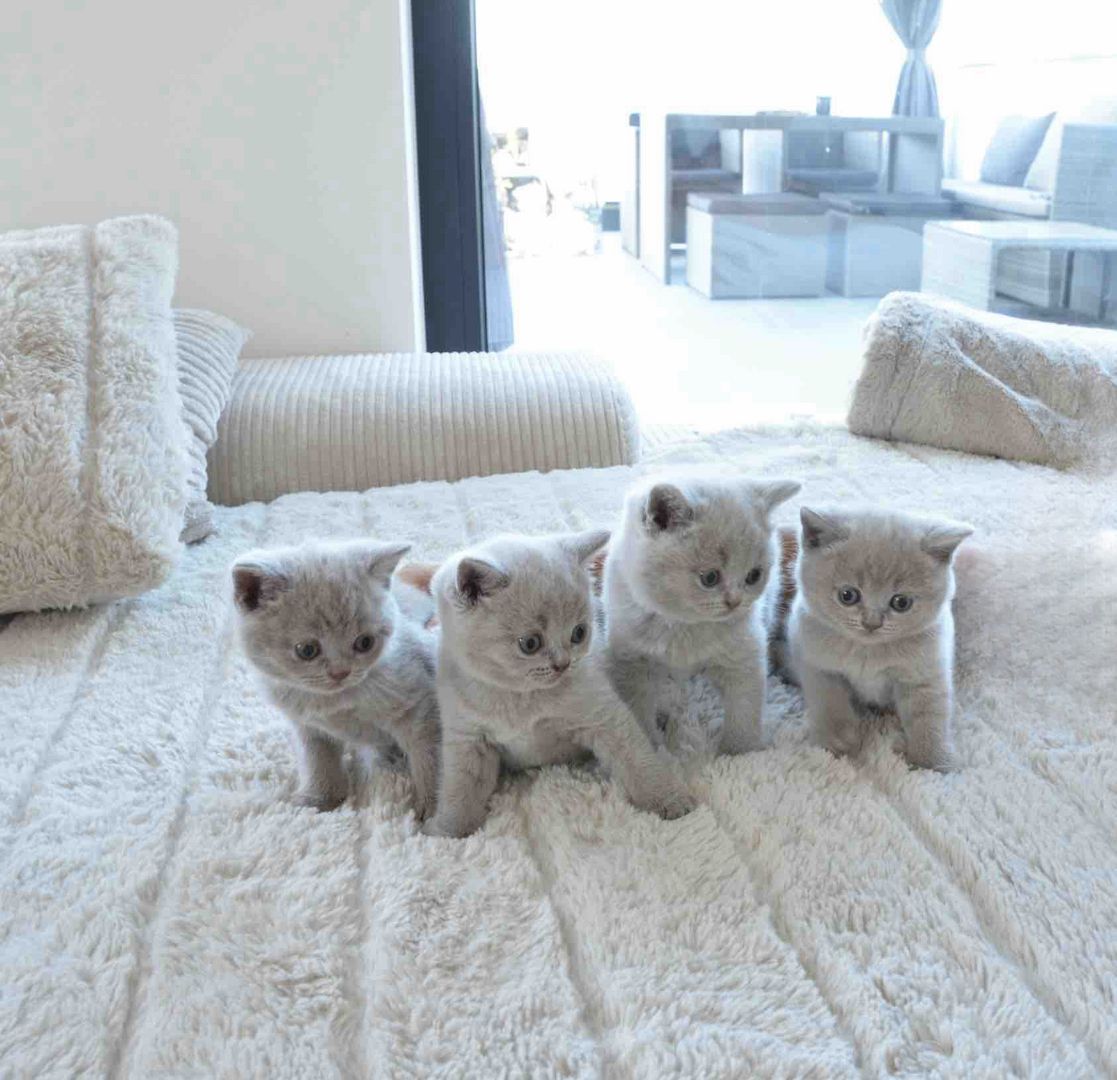 BKH Reinrassige Britisch Kurzhaar