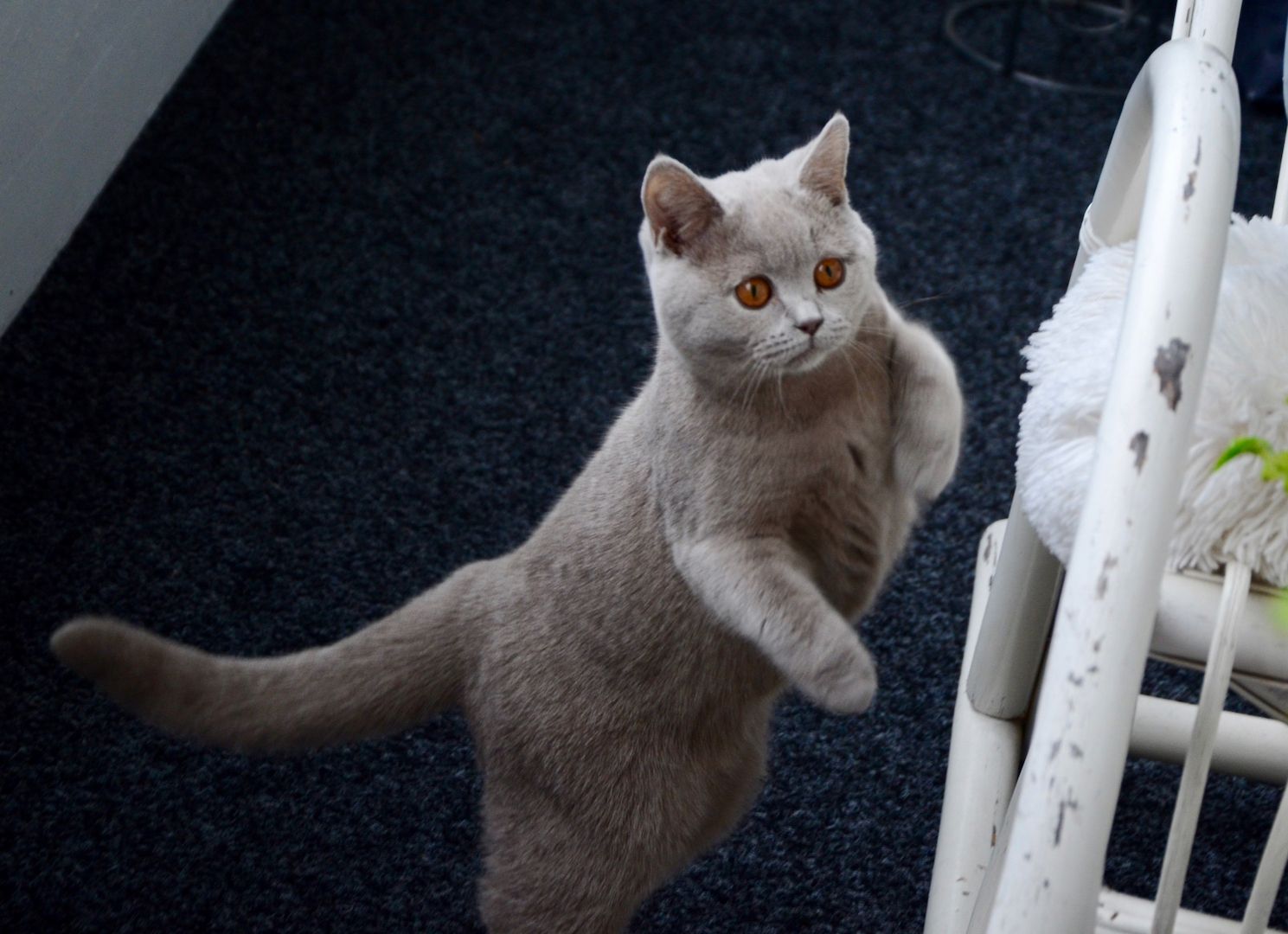 BKH Reinrassige Britisch Kurzhaar