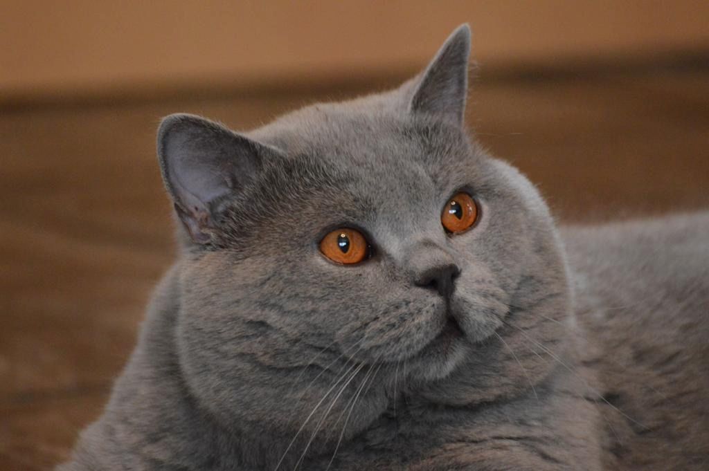 BKH Reinrassige Britisch Kurzhaar