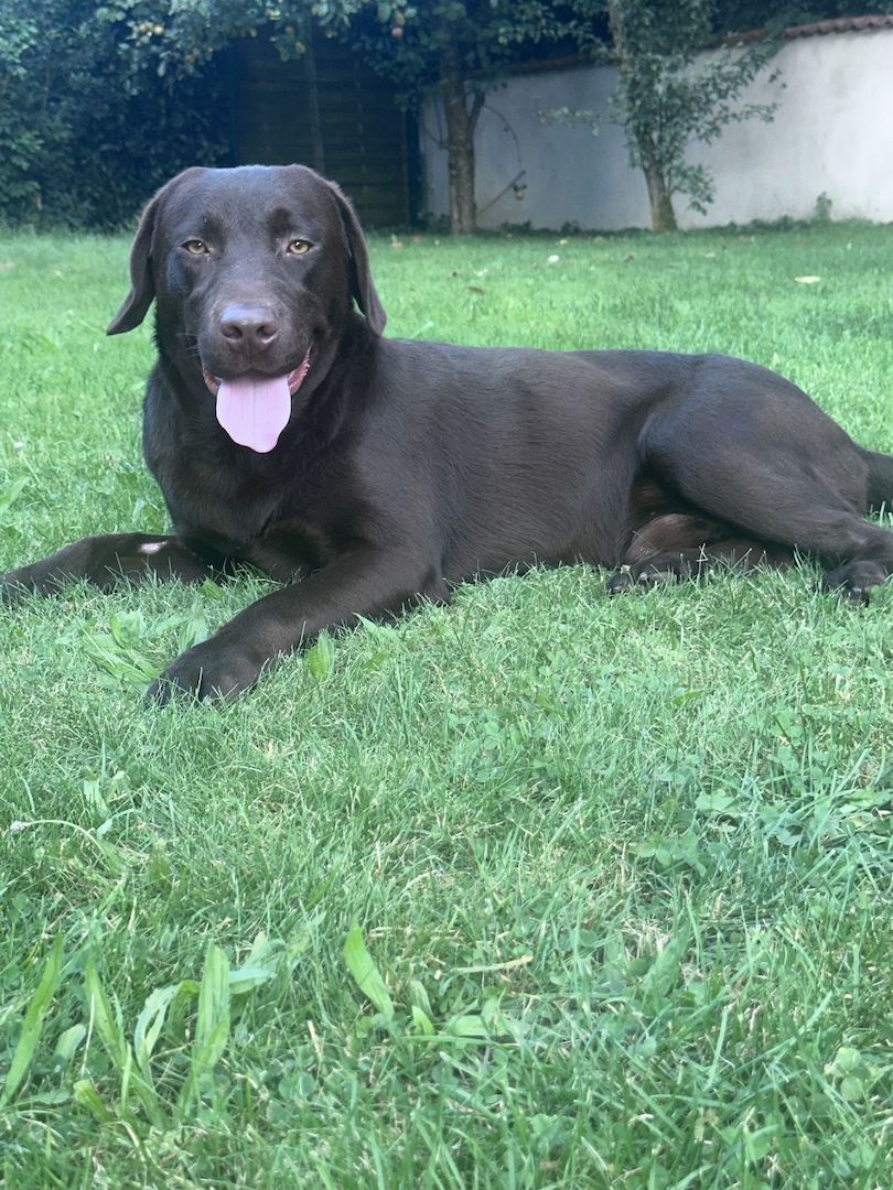 W Wunderschöner Schoko Labrador Rüde abzugeben