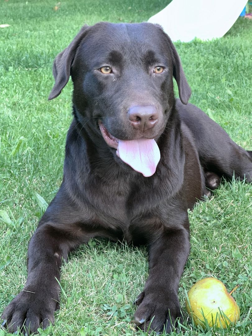W Wunderschöner Schoko Labrador Rüde abzugeben