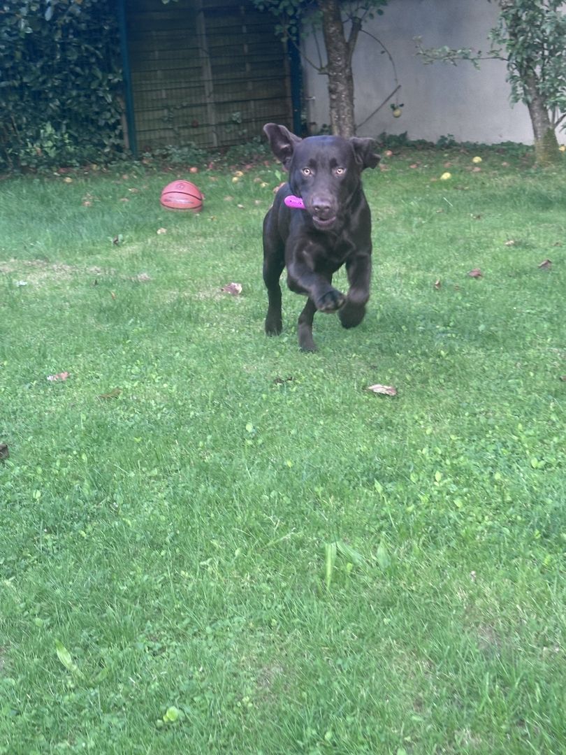 W Wunderschöner Schoko Labrador Rüde abzugeben