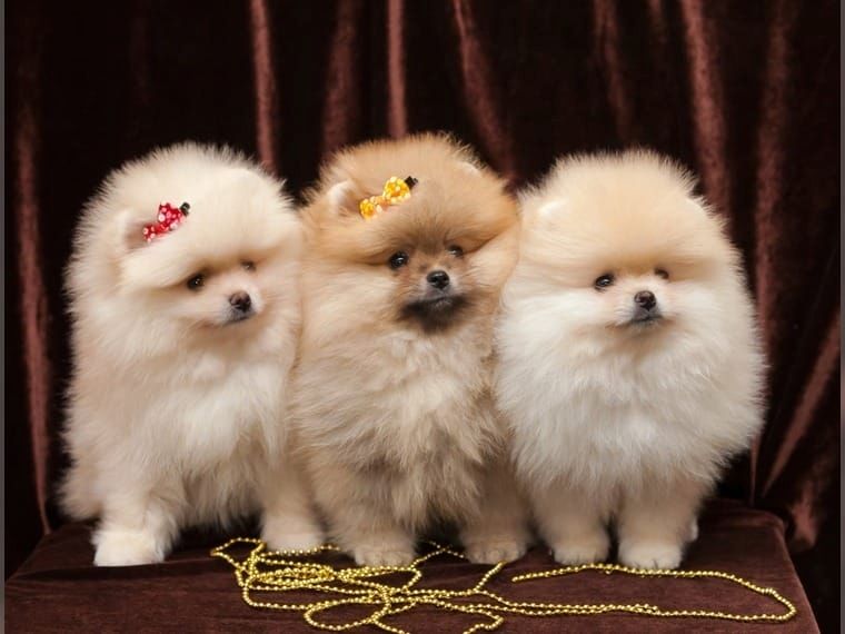 Pomeranian Zwergspitz
