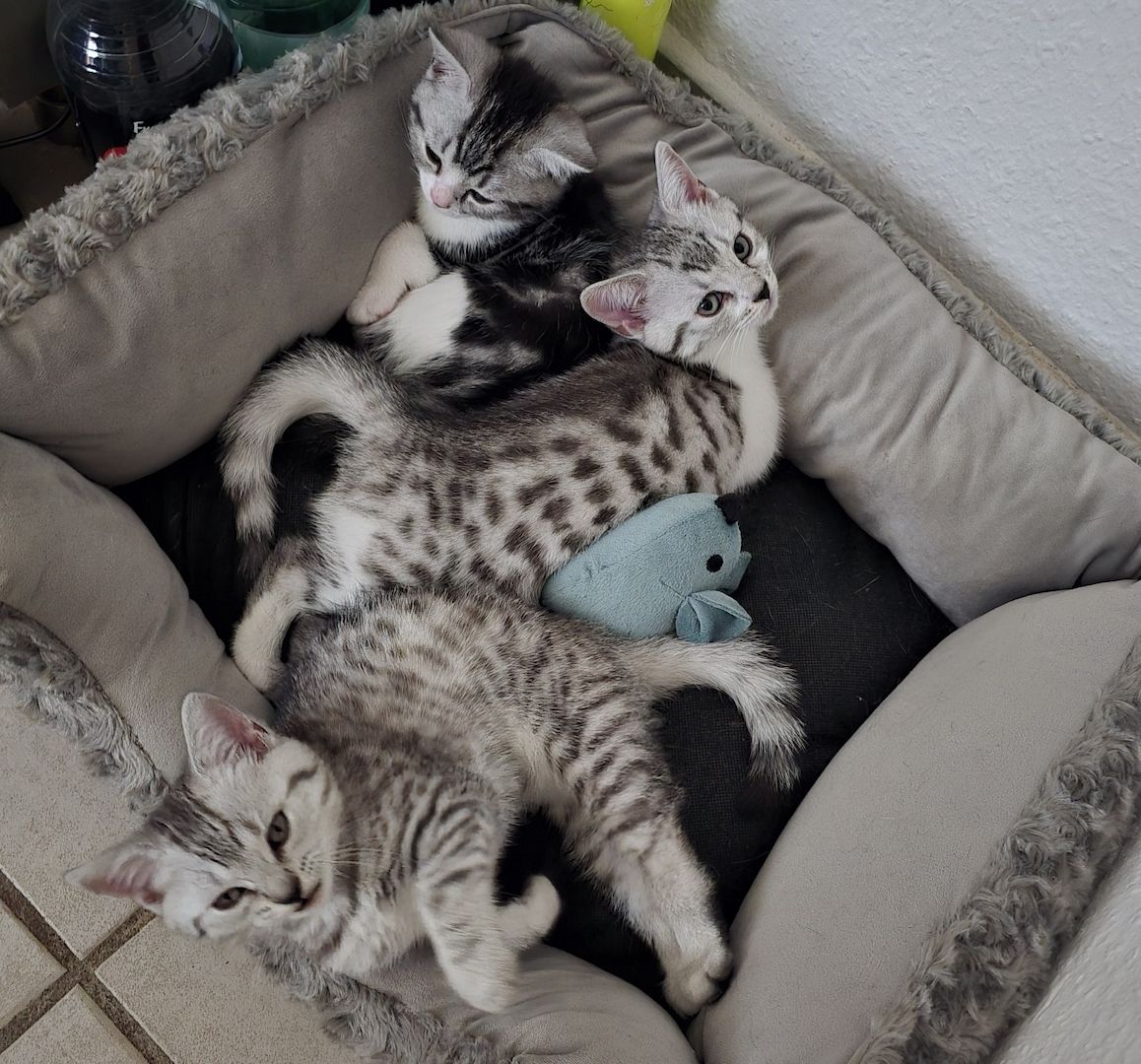 British Kurzhaar BKH Mix Kitten