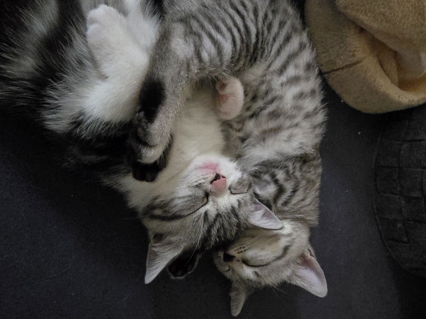 British Kurzhaar BKH Mix Kitten