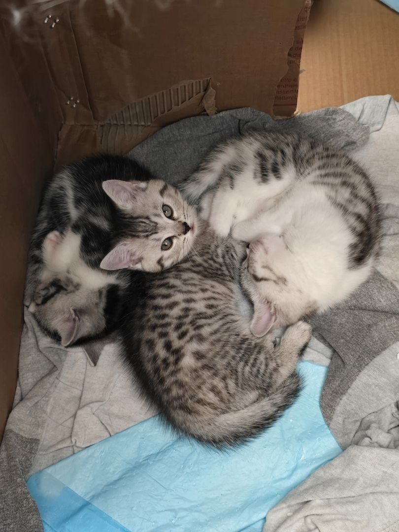 British Kurzhaar BKH Mix Kitten