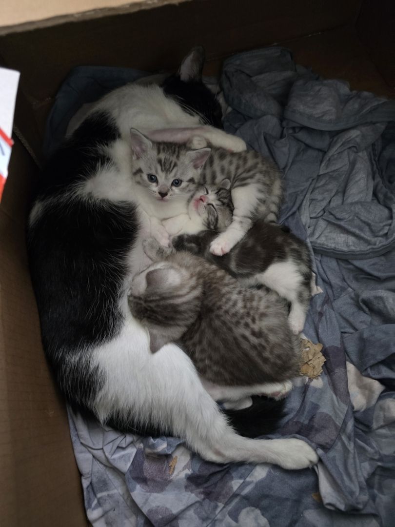 British Kurzhaar BKH Mix Kitten