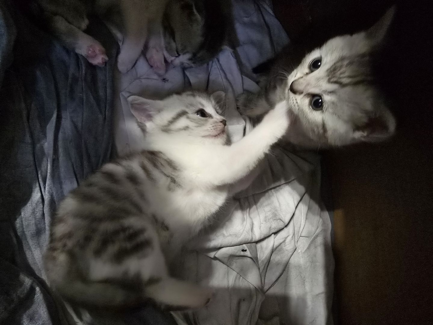 British Kurzhaar BKH Mix Kitten