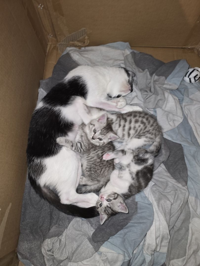 British Kurzhaar BKH Mix Kitten