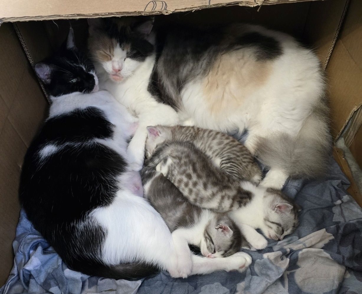 British Kurzhaar BKH Mix Kitten