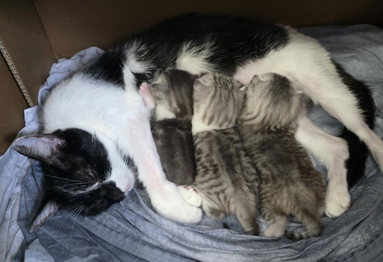 British Kurzhaar BKH Mix Kitten