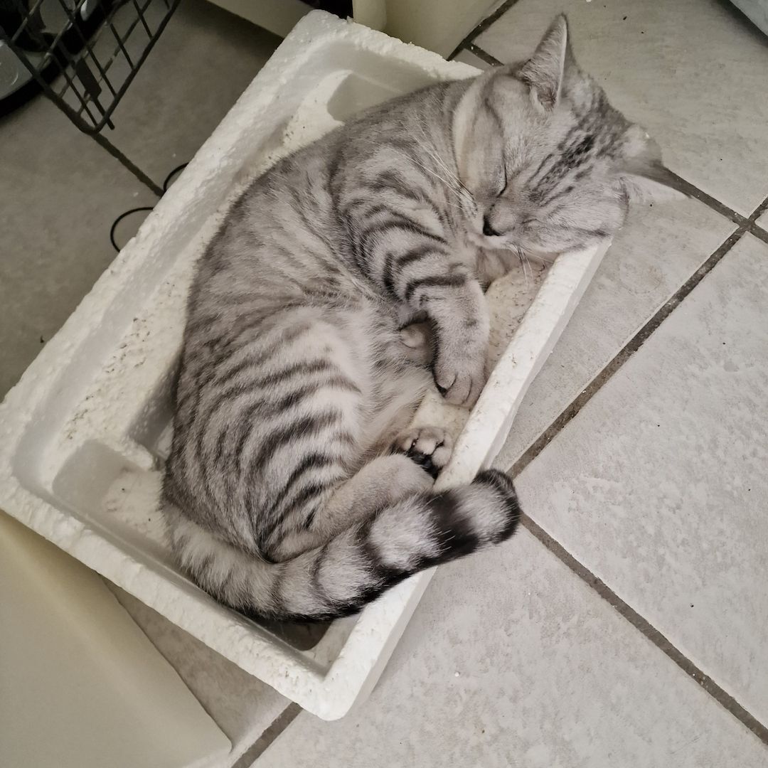 British Kurzhaar BKH Mix Kitten