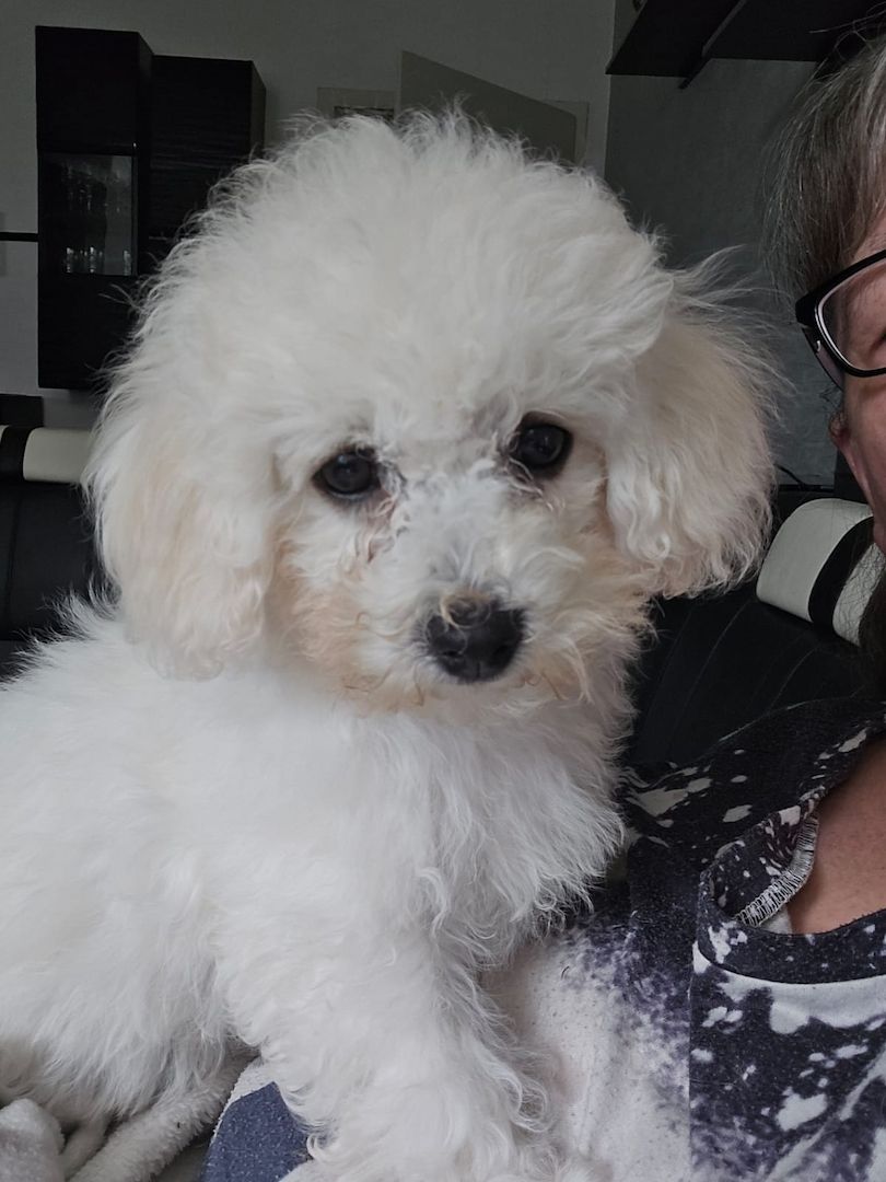 Bichon Frisé Welpen mit Papiere